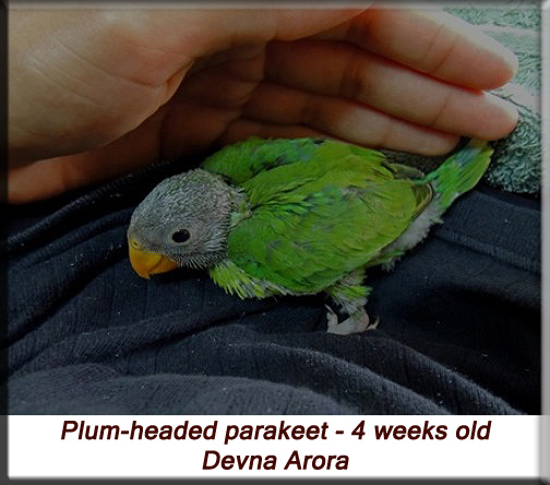 Devna Arora - Baby Plum-headed parakeet